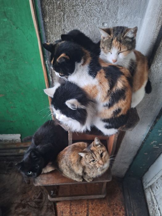 дарю! кошек  трех лет, на выбор: