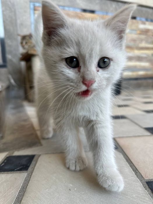 mushuk sotiladi 3 oyli boladi