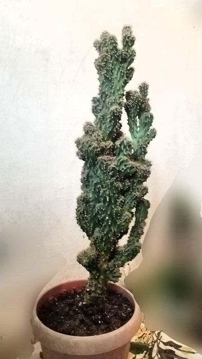 Продам большой красивый кактус в большом хорошем горшке