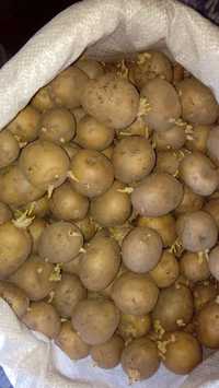 Домашний семенной картофель