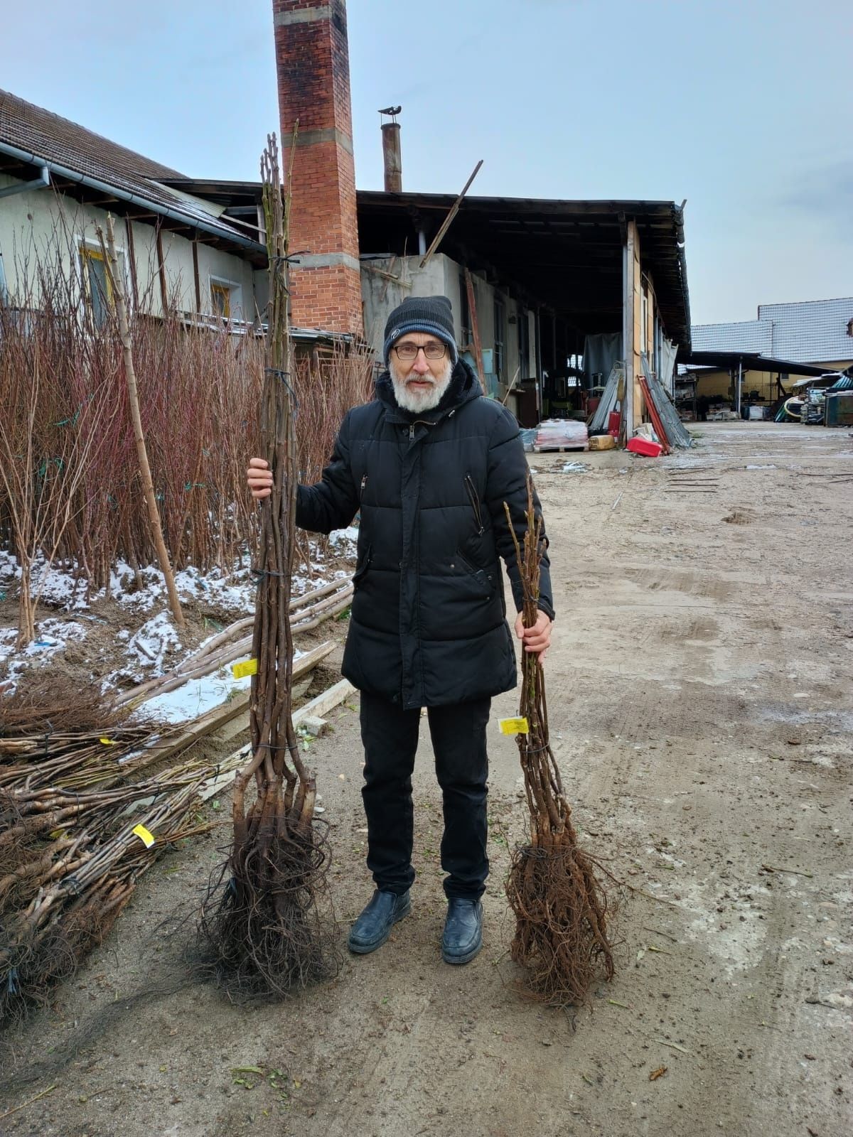 Nuci Chandler Paulownia Cires Gutui Peun Mar Tei Aluni soiuri.Fan>RO