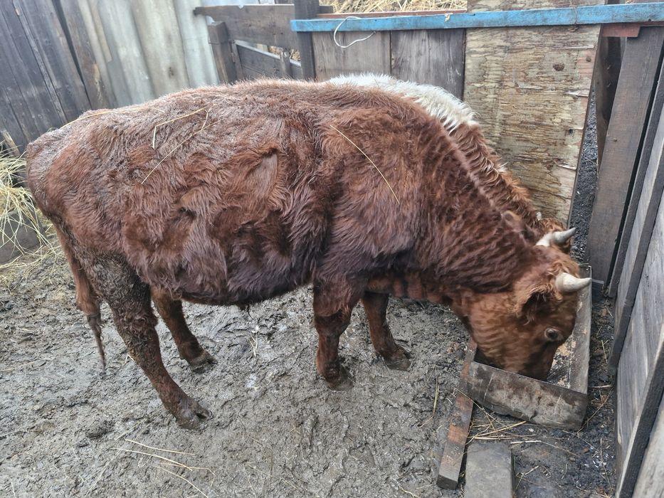 Тайынша сатылады.