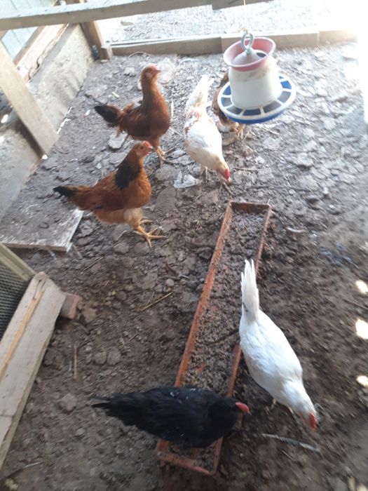 Әтеш сатылады 3 айлық