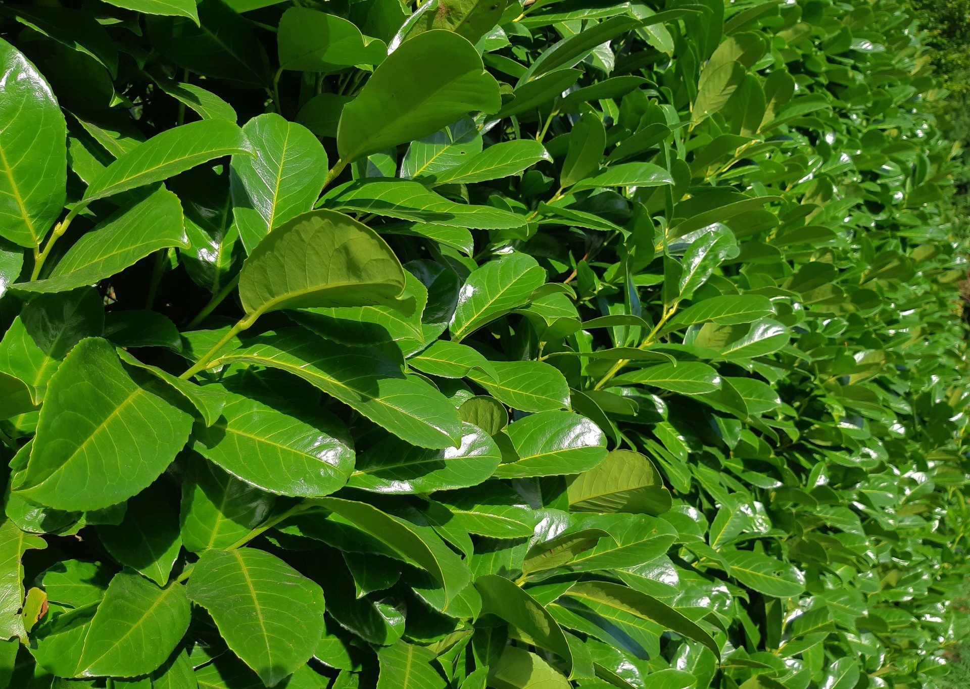 Prunus Laurocerasus Novita inaltime 100-110 cm