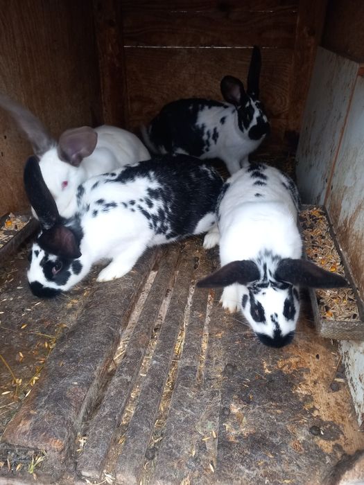 Patru surioare frumoase și sănătoase