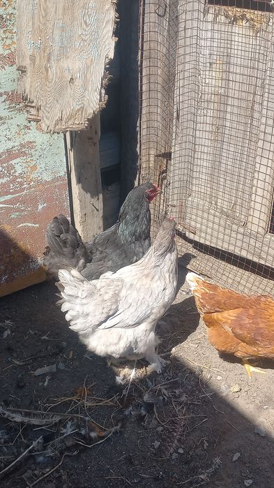 Продаю Курочки породы брама
