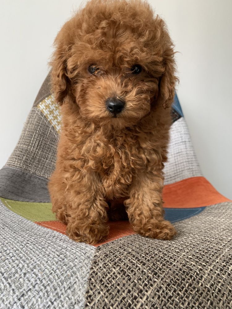 Пудел Той,Poodle Toy