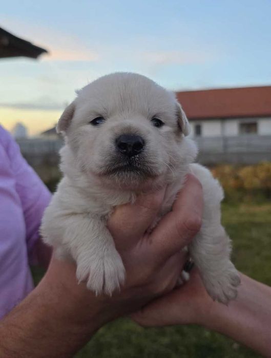 Ofer spre adopție 5 cățeluși – disponibili în aproximativ o lună