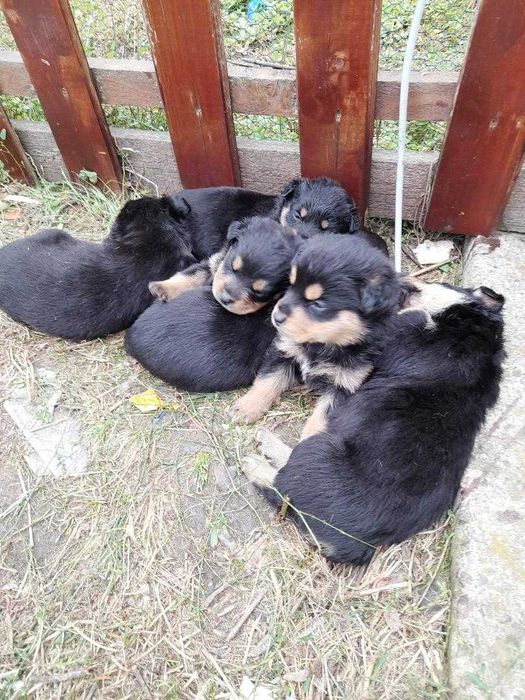 Adopta un catel jucausi si frumos