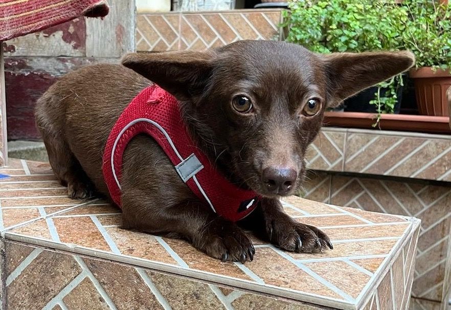 Catelusa metis chihuahua