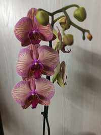Орхидеи Голландия