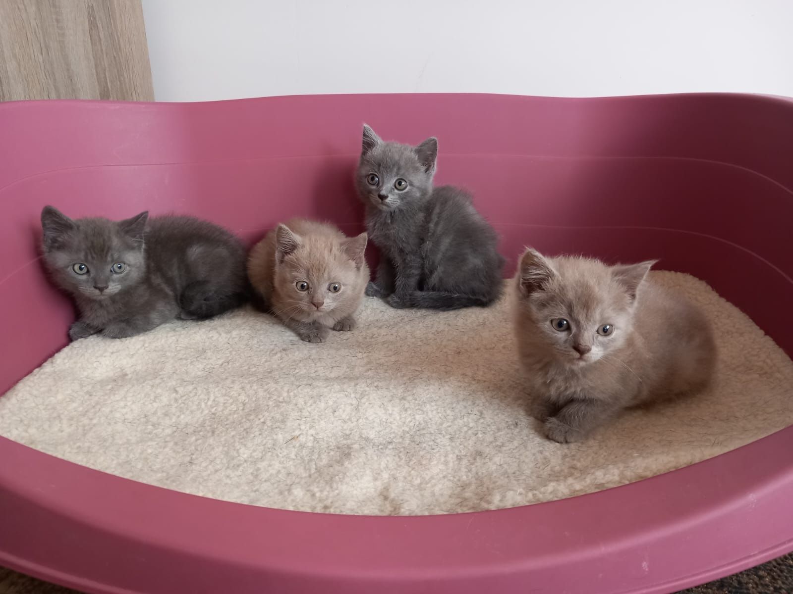 Британски котенца