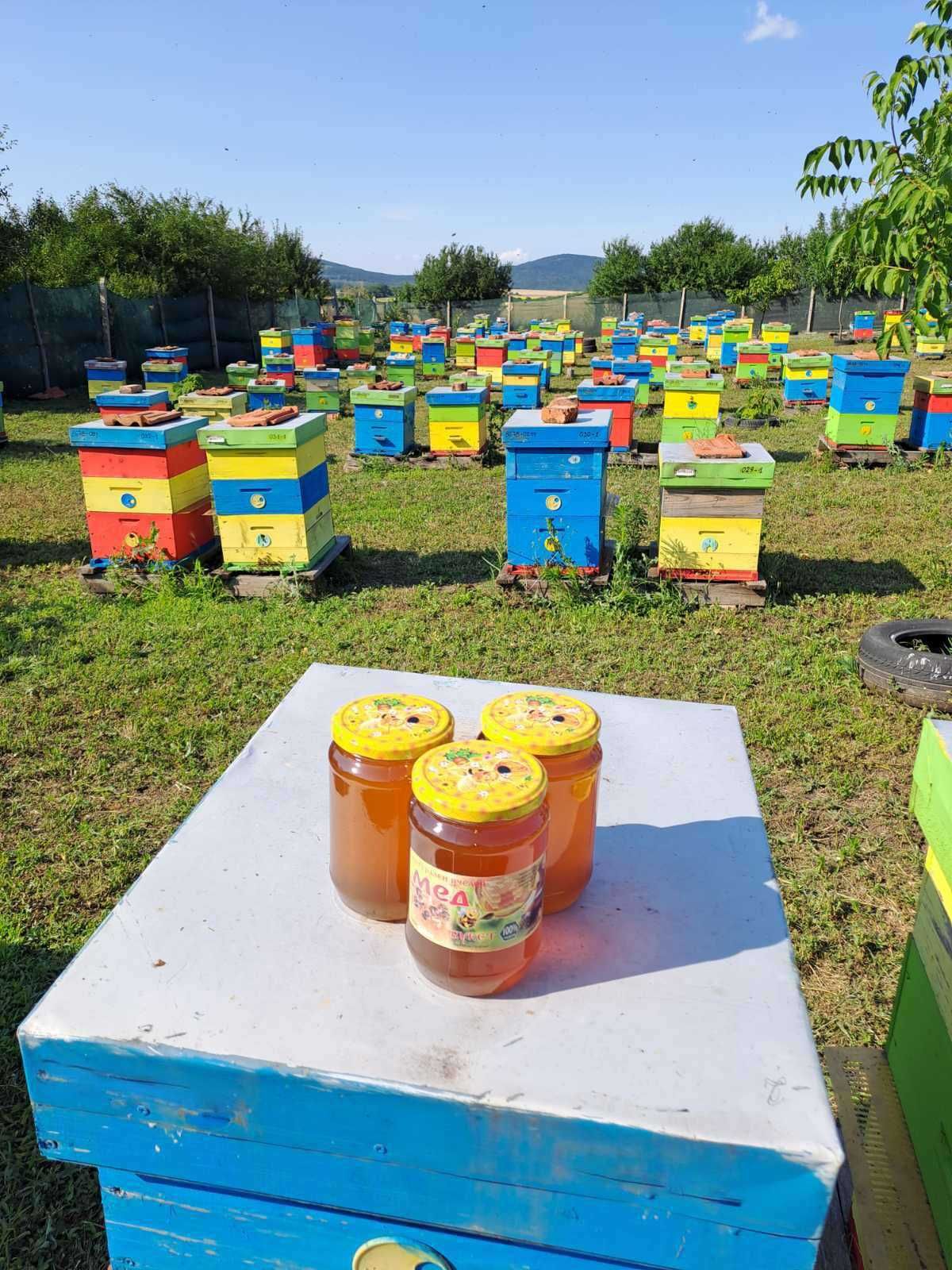БИЛКОВ пчелен мед 2023