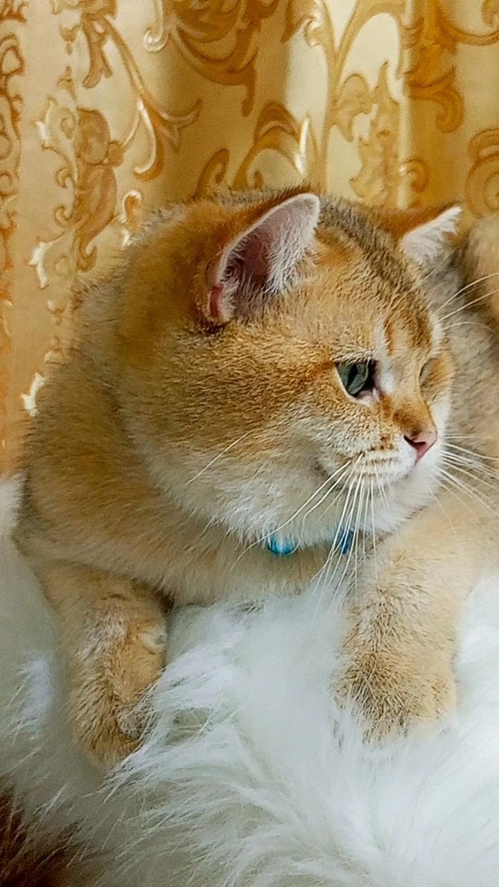Вязка Золотая шиншилла.