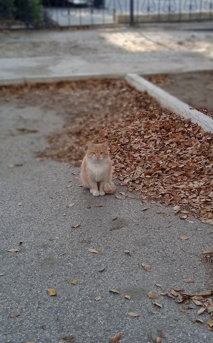 Отдам здорового, молодого котика в добрые руки,кастрирую сама