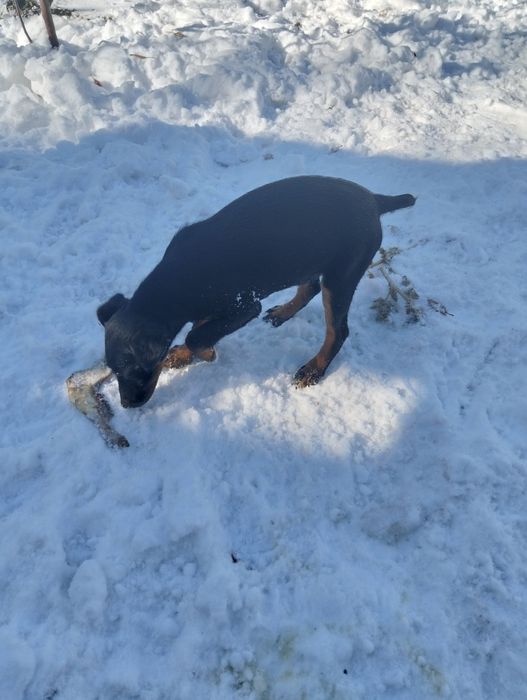 Продам Ягдтерьер