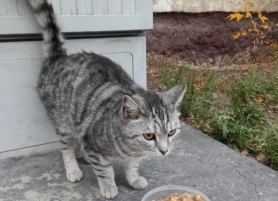 Отдам кошку в добрые руки