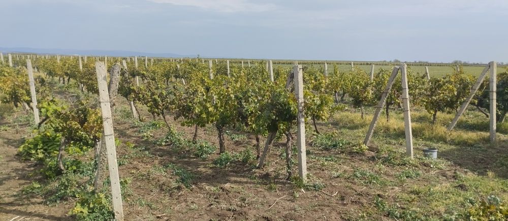 Продавам лозе сорт Каберне гр.Поморие