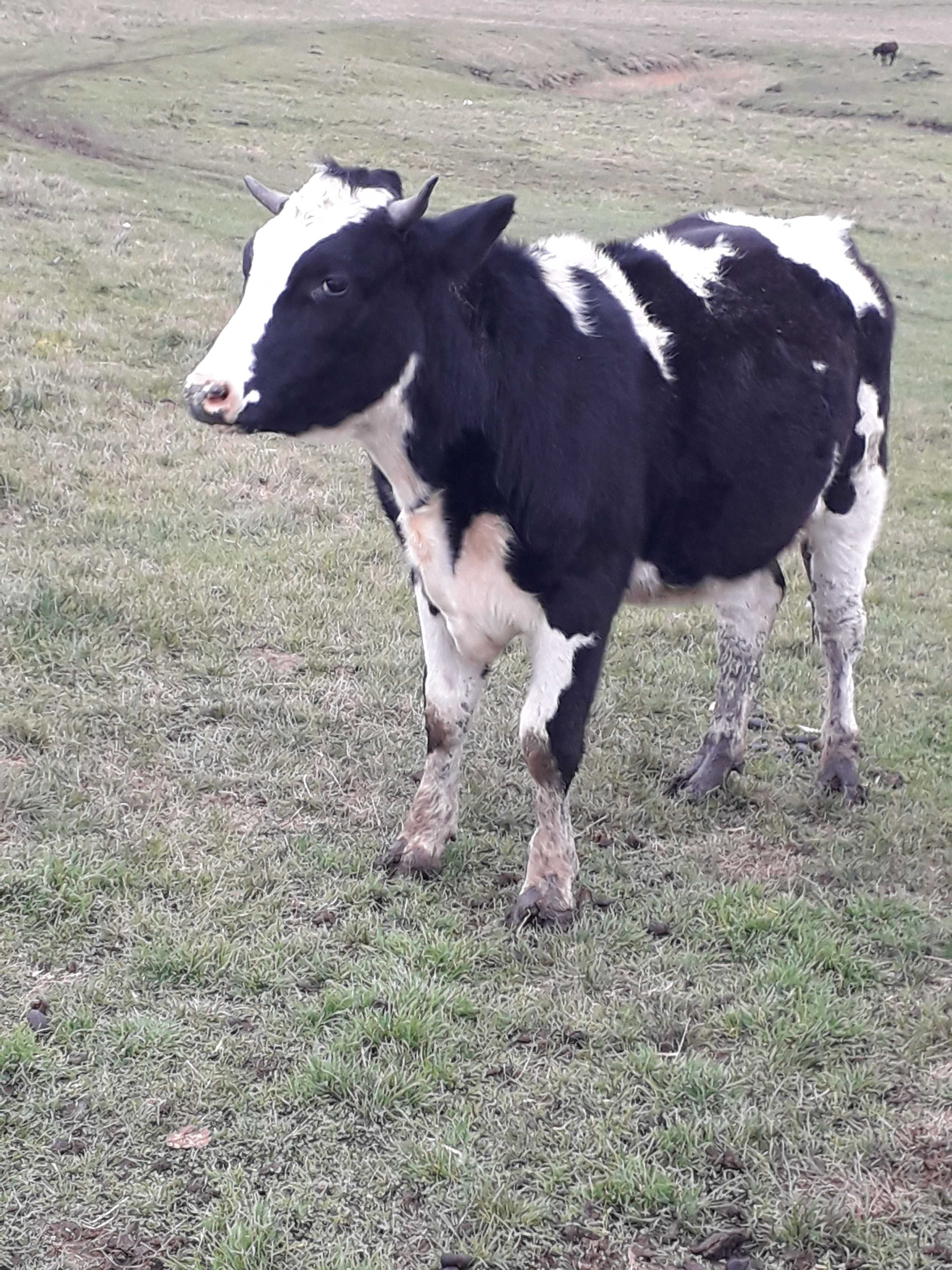 Vand vitel de 10 luni pentru sacrificat