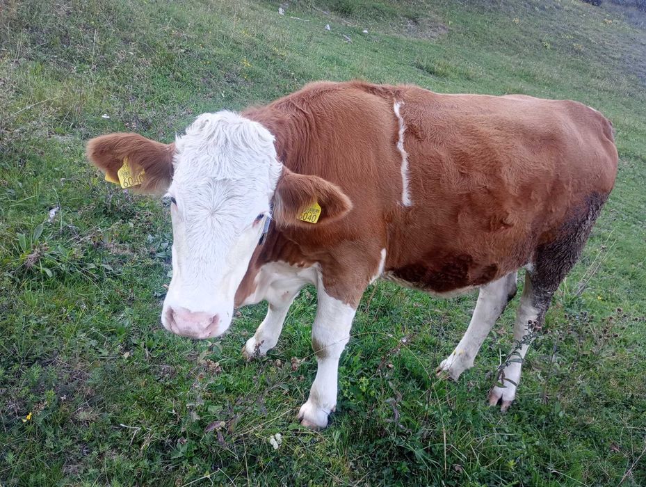 Vând junincă de un an jumate gestanta detalii la telefon