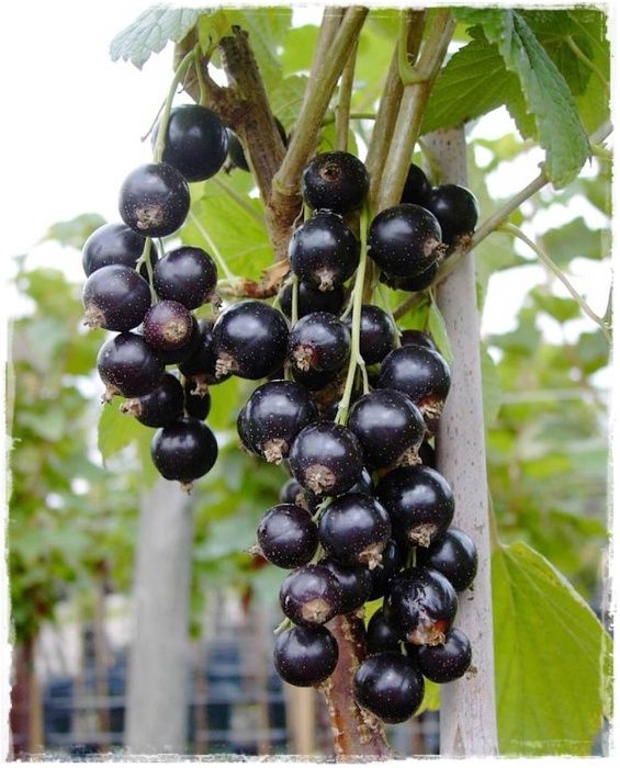 Coacaz negru (Ribes nigrum Titania)