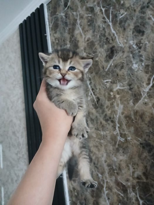 Котята скотиш фолд страйтт