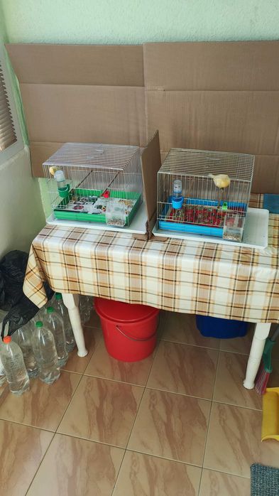 Орфей-мъжко и женско.Млади,тазгодишни.