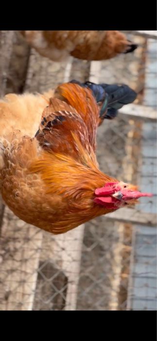 Петух , кучинский