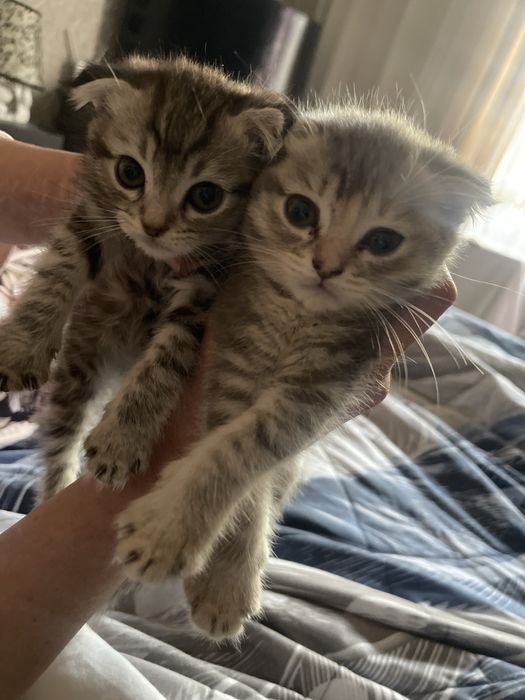 Продам вислаухих котят срочно