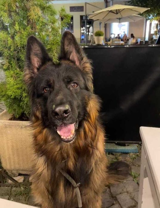 Pui Ciobănesc German cu PEDIGREE,  linie de show