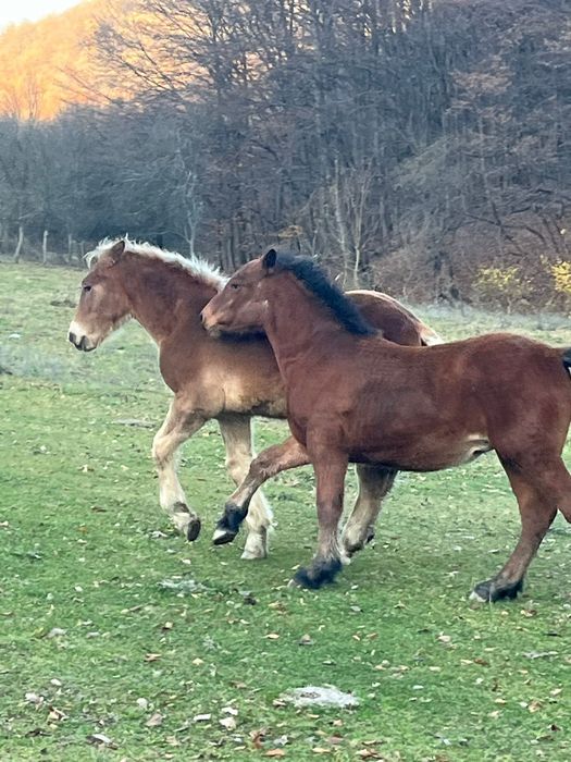 Vând 2 mânzi de 5 luni