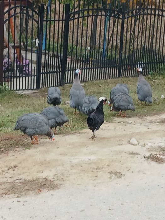 vand masculi de bibilica