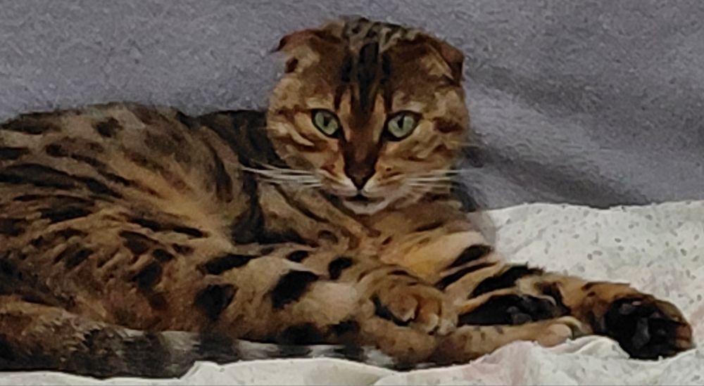 Отдам бенгальского