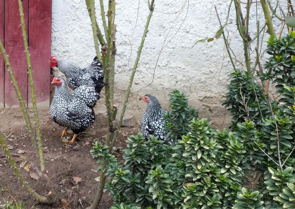 Vand cocos de rasa