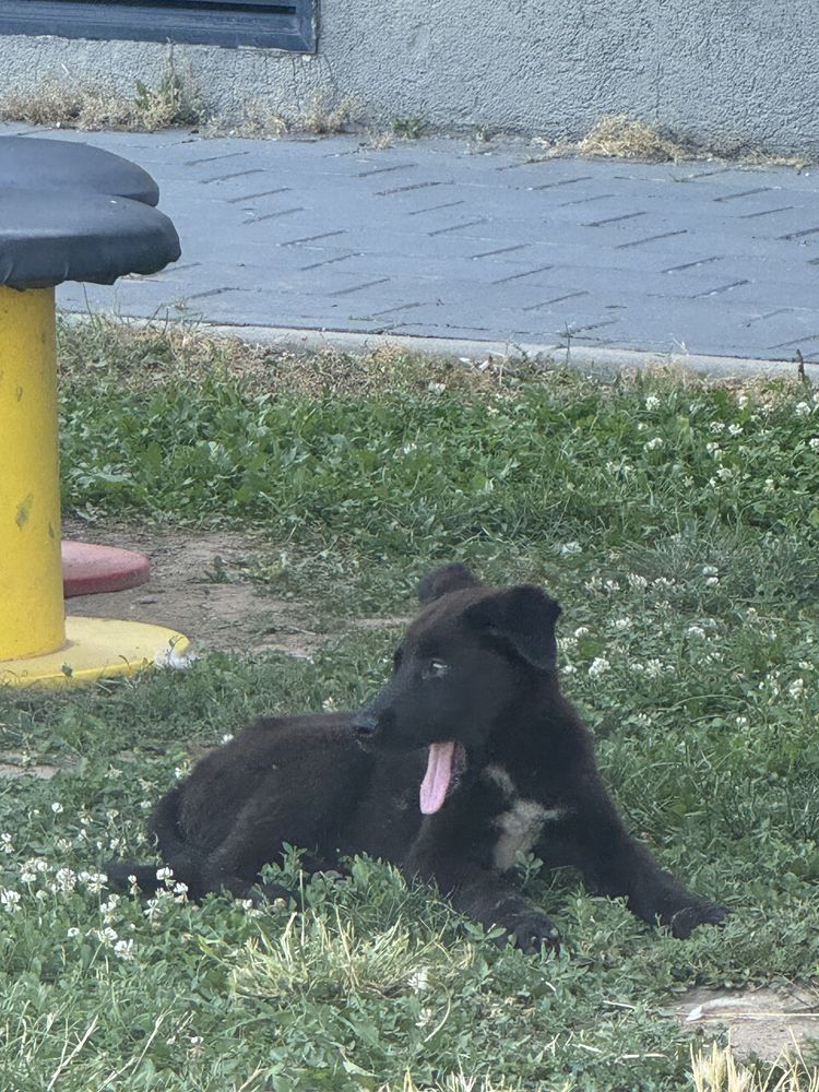 Pui de caine pentru adoptie