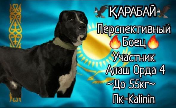 Алабай Қарабай сатылады