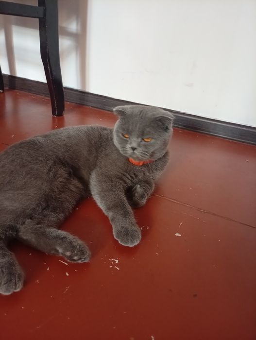 Харошая домашная кошка