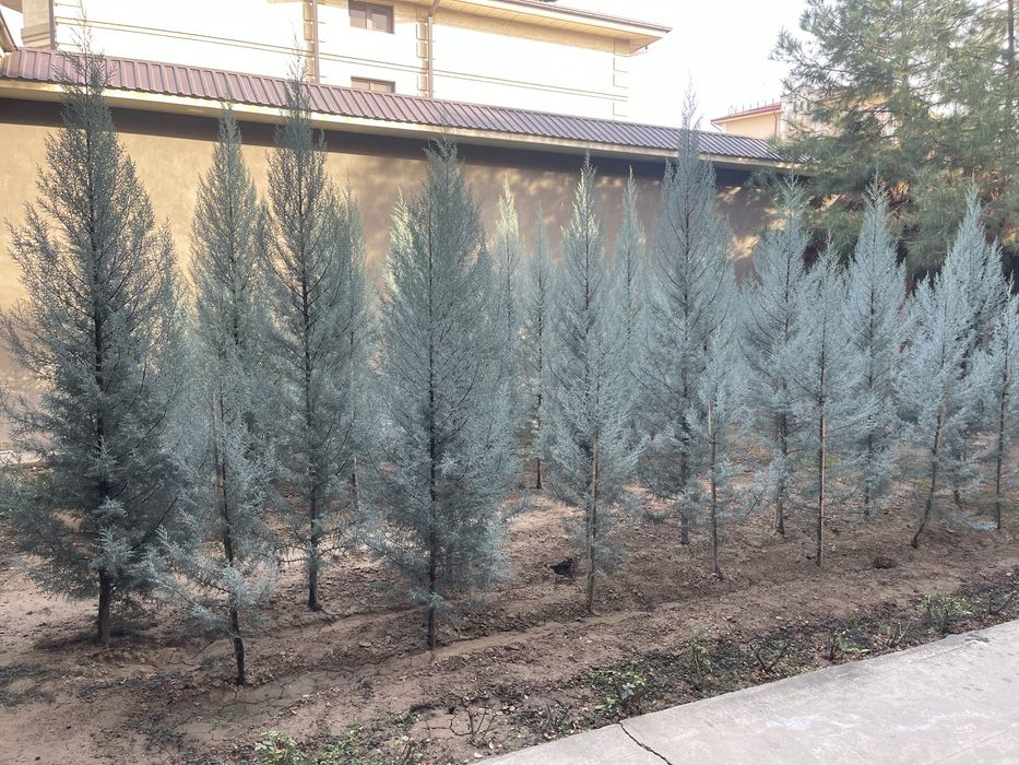 Kiparis Arizonika italiya