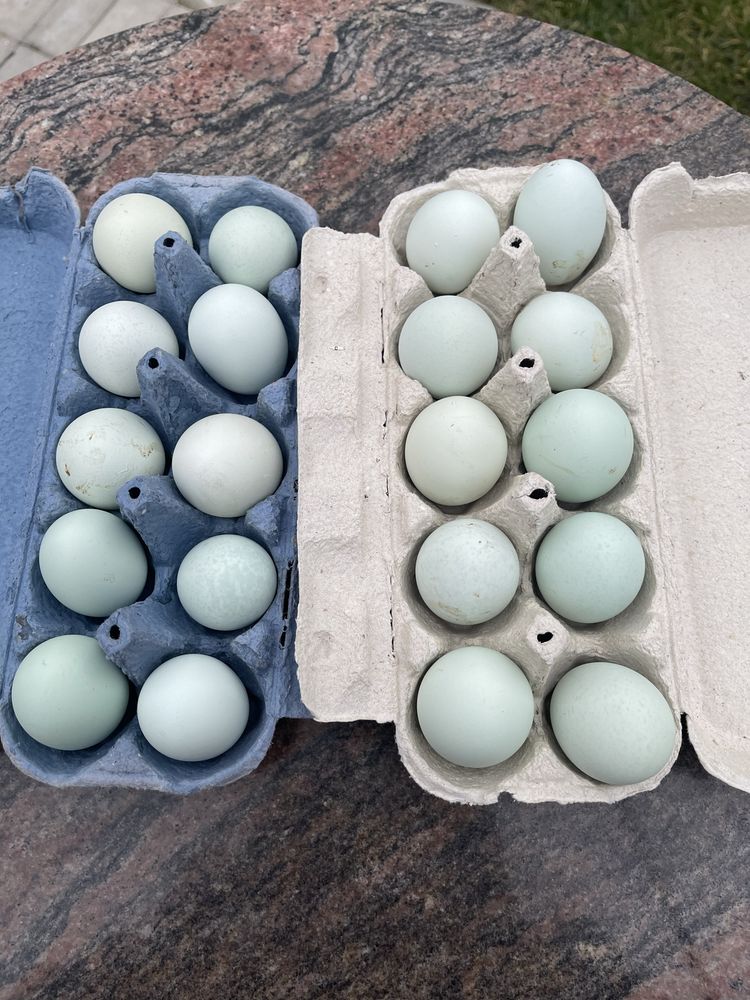 Oua de consum araucana