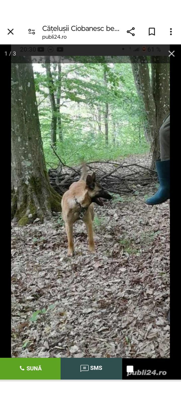 Adopție belgian fetiță