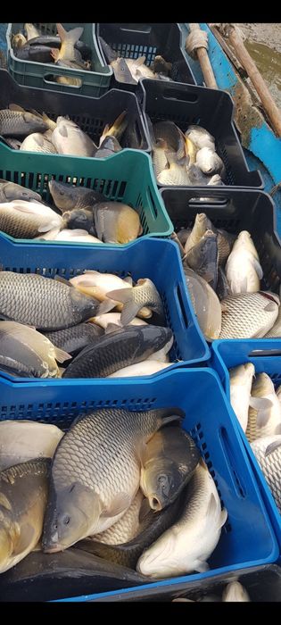 Риба Шаран за консумация