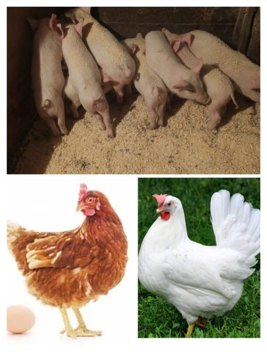 Куры утята цыплята Гусята бройлеры поросята