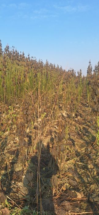 Павлония кочатлар