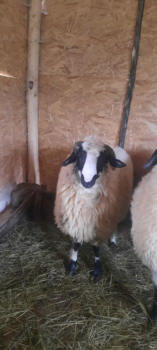 Vând berbec tânăr