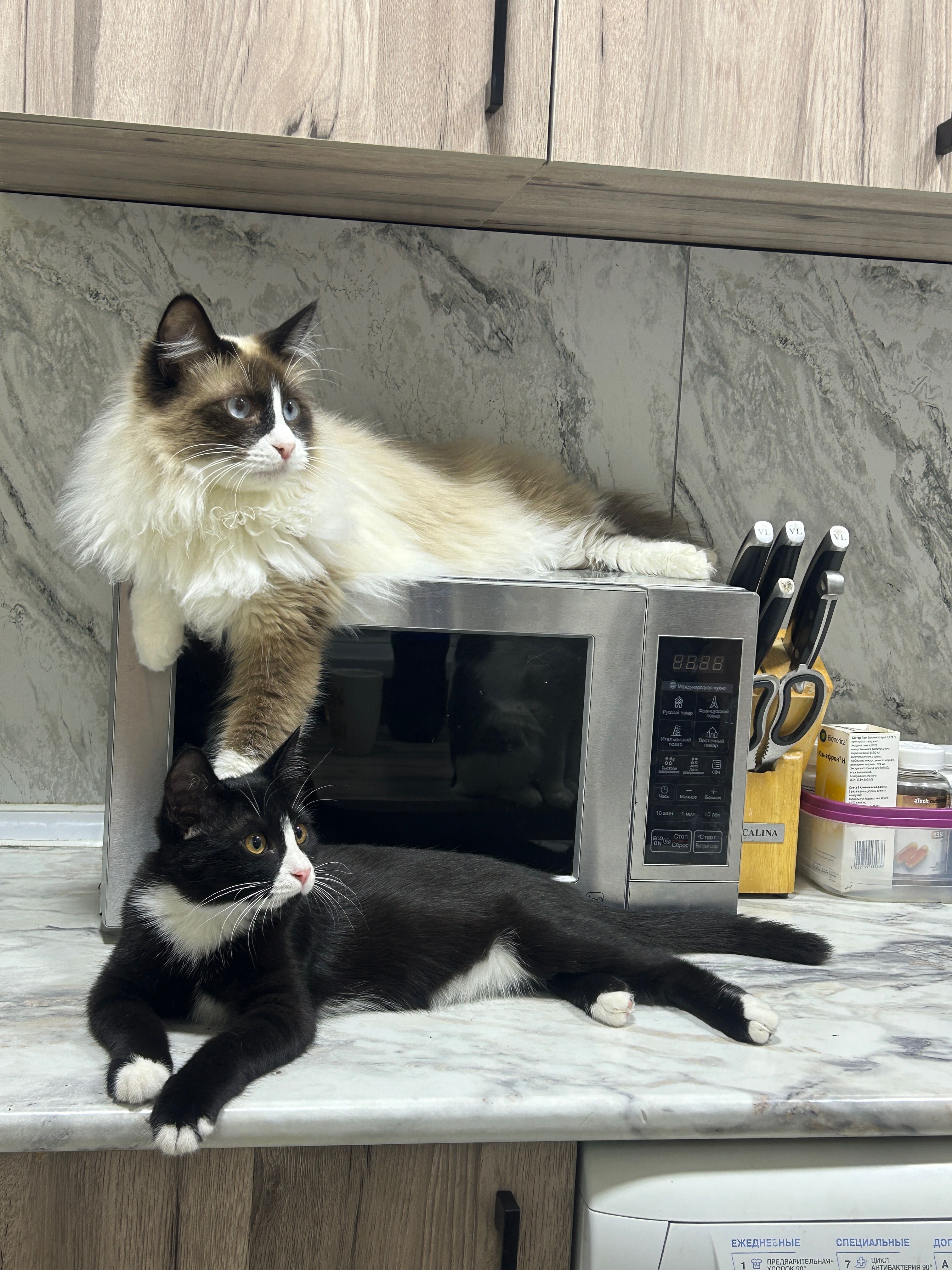Домашние котята в добрые руки!