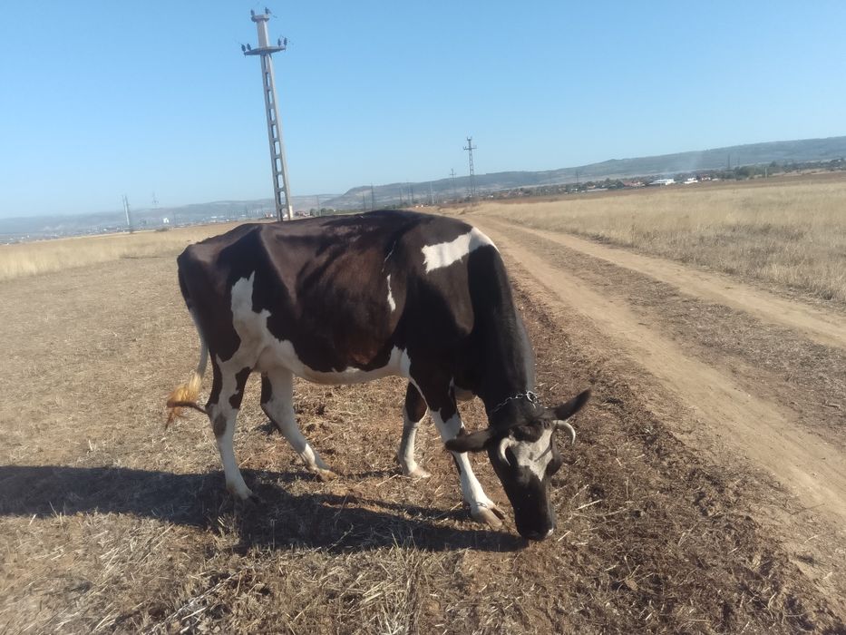 Vând Vacă rasa holstein