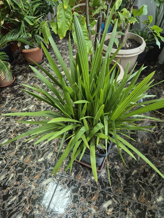 rasaduri / pui palmieri