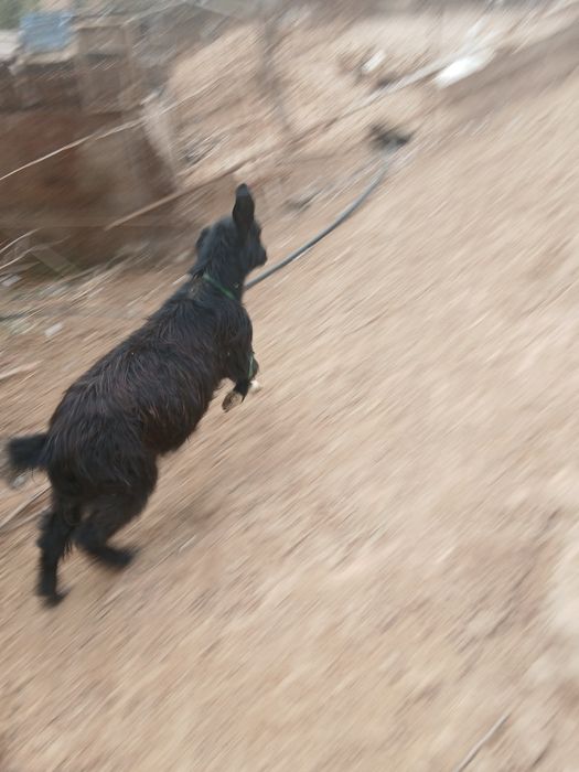 Продаётся арабская коза