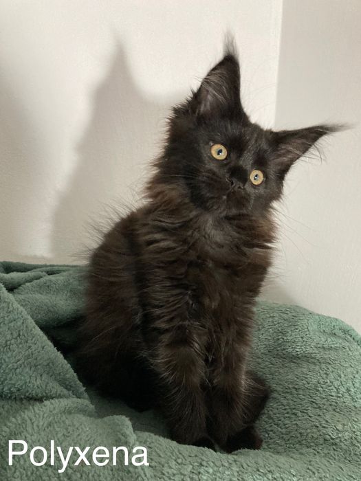 Мейн-куун котенца