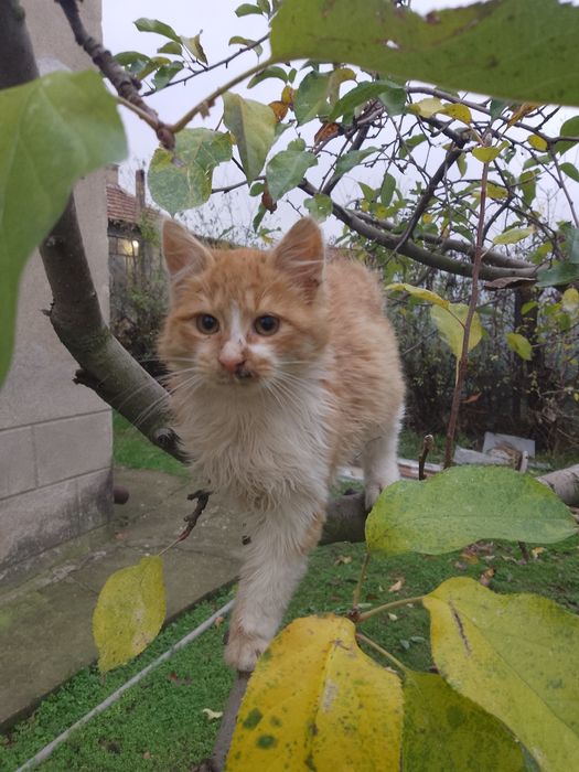 Подаряват се  котенца